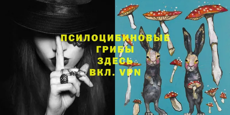 Псилоцибиновые грибы MAGIC MUSHROOMS  где купить наркоту  Заозёрск 